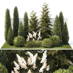 Garden With Trees Thuja Cypress Spruce Cortaderia