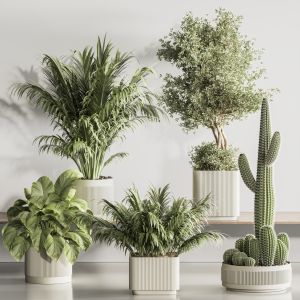 Indoor Plant Set 120
