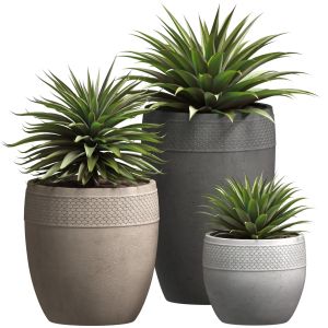 Beautiful Decorative Agave Plants In Outdoor Pots