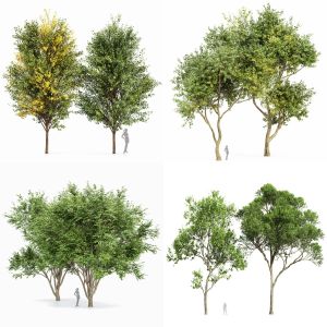 5 Different SETS of Tree. SET VOL63