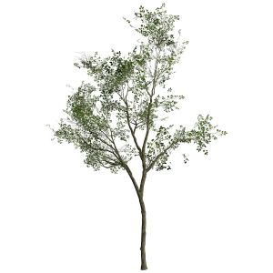 Silver Birch Tree 3d Model