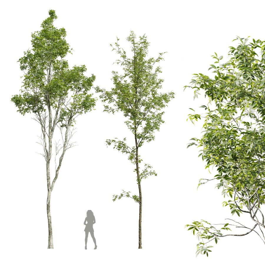 Castanea Sativa And Alnus Glutinosa 3D Model for VRay, Corona | CGMood