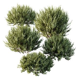 Hq Plants Montra Olive Bush Version10