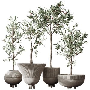 Hq Plants Mission Olive Tree Indoor Vase Set001