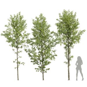 Alnus Glutinosa 3 Trees