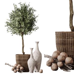 Plants Mission Olive Tree Indoor Vase Set005