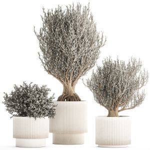 Set Of Small Beautiful Olive Trees In White Pots