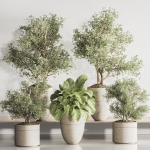 Indoor Plant Set 123