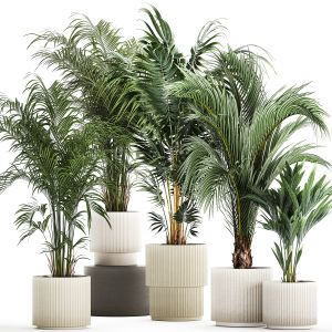 Set Of Beautiful Howea Palms In White Pots Neanthe