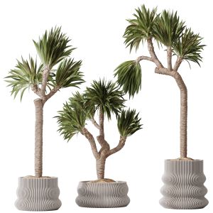 Plants Yucca Elephantipes Gigantea Vase Set01
