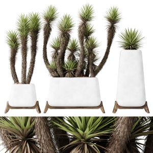 Plants Yucca Elephantipes Valida Vase Set01