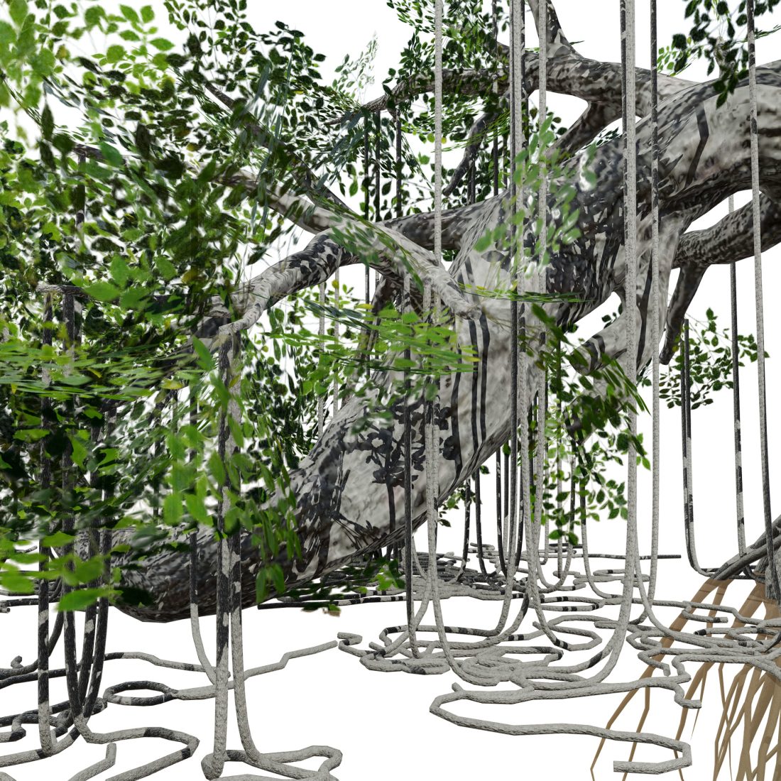 Rigged Jungle Tree 3d Model 3D Model for VRay, Corona | CGMood
