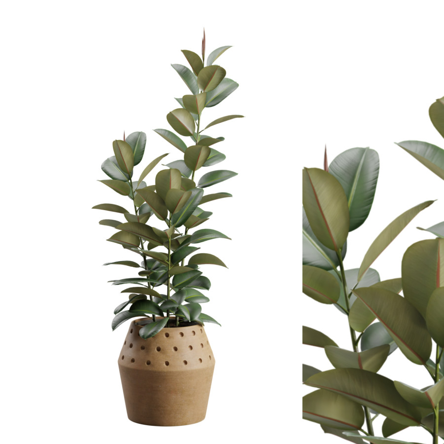 Ficus Elastica Terracota Planter by AllQuad