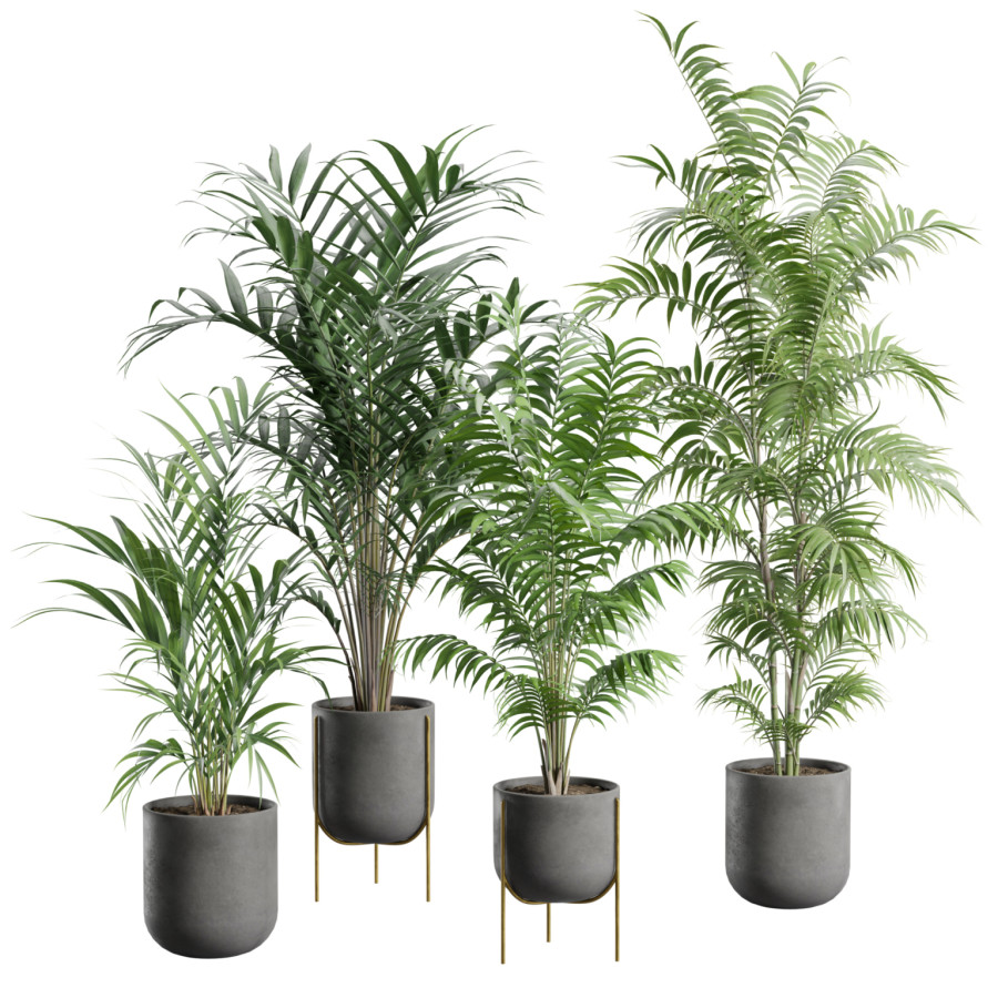 Palm Plants Pack by AllQuad