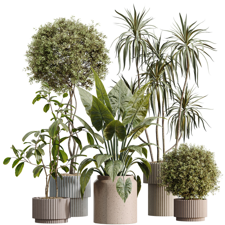 Y.S. OLIVE TREES PARADISE 4/4 ビンテージ【整備品】 Av Indoor Plants Set 616 Olive Ficus 3D Model for VRay, Corona