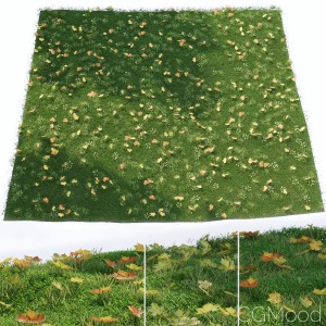 Lawn With Fallen Leaves