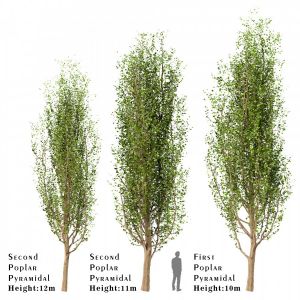 Set Of Black Poplar Trees (cottonwood) (3 Trees)