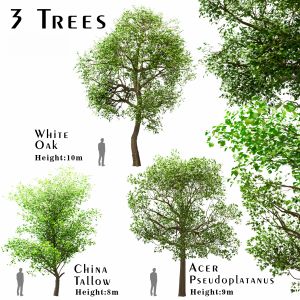 Set of Trees ( China Tallow, Acer & Oak )