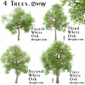 Set Of White Oak Trees ( Quercus Alba ) (4 Trees)
