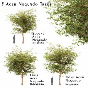Set Of Acer Negundo ( Boxelder Maple ) Trees