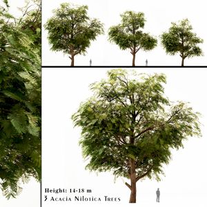 Acacia Nilotica - Gum Arabic Tree Set ( 3 Trees )