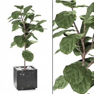 Ficus Lyrata Plant Exotic
