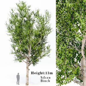 Silver Birch ( Betula Pendula ) Tree