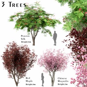 Set Of Trees (red Maple, Magnolia & Persian Silk )