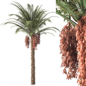 Palm Tree 001