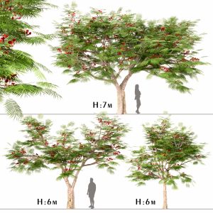 Set Of Flamboyant Trees (royal Poinciana) (3 Trees