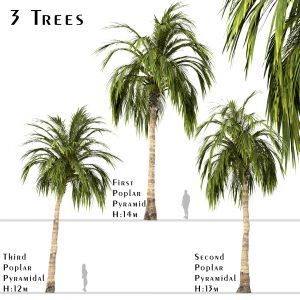 Set Of Coconut Palm Trees (Cocos Nucifera)