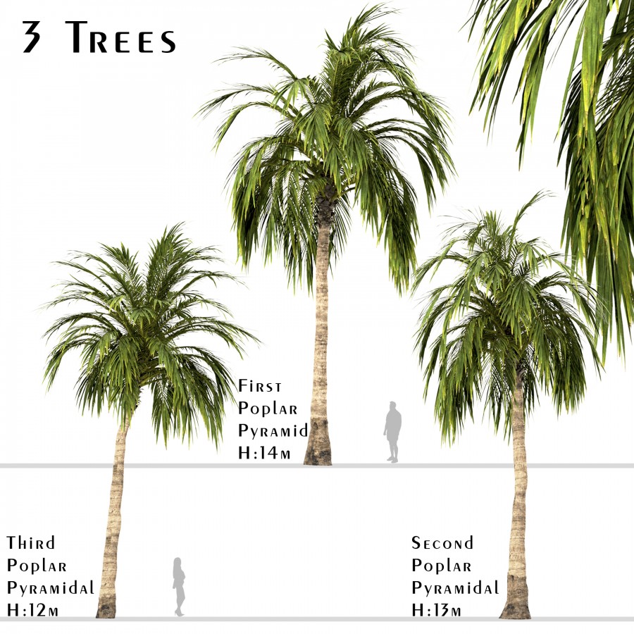 Set Of Coconut Palm Trees (Cocos Nucifera) 3D Model for VRay | CGMood