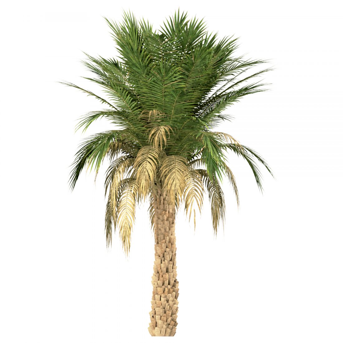 Set Of Silver Date Palm Trees (Phoenix Sylvestris) - 3D Model for VRay