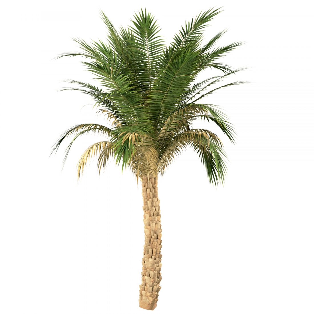 Set Of Silver Date Palm Trees (Phoenix Sylvestris) - 3D Model for VRay
