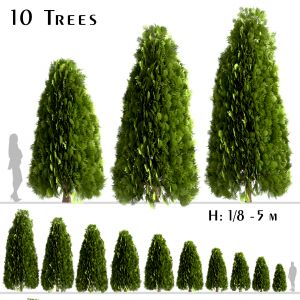 Set Of Thuja Occidentalis Trees (Arborvitae)