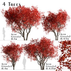 Set Of Acer Ginnala Trees (amur Maple) (4 Trees)