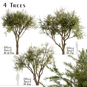 Set Of Olive Trees (olea Europaea) (3 Trees)