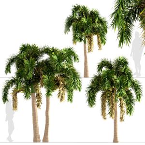 Set Of Foxtail Palm Trees (Wodyetia Bifurcata)