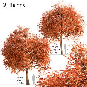 Set Of Sugar Maple Trees (acer Saccharum)(2 Trees)