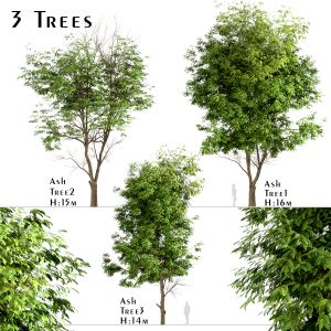 Set Of Ash Trees (Fraxinus) (3 Trees)