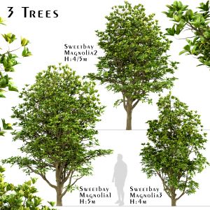 Set of Sweetbay Magnolia Trees (Virginiana)