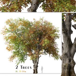 Set of Italian maple Tree (Acer Opalus) (2 Trees)
