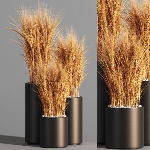 Indoor Plant Set 47(wheat)
