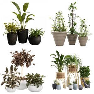 Plant Collection Vol 3