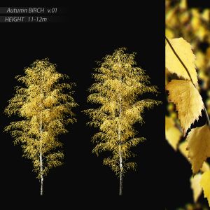 Birch Autumn V.01 (11-12m)