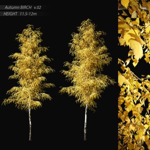 Birch Autumn V.02 (11.5-12m)