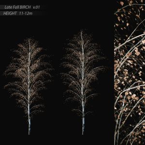 Birch Late Fall V.01 (11-12m)