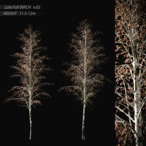 Birch Late Fall V.02 (11.5-12m)