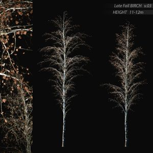 Birch Late Fall V.03 (11-12m)
