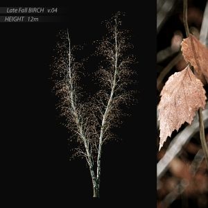 Birch Late Fall V.04 (12m)